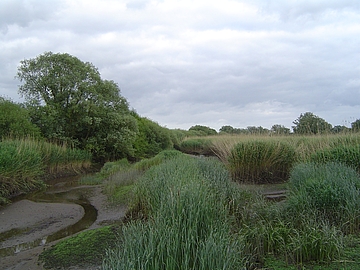 Tide-Süßwasserwatt Heuckenlock/Süderelbe